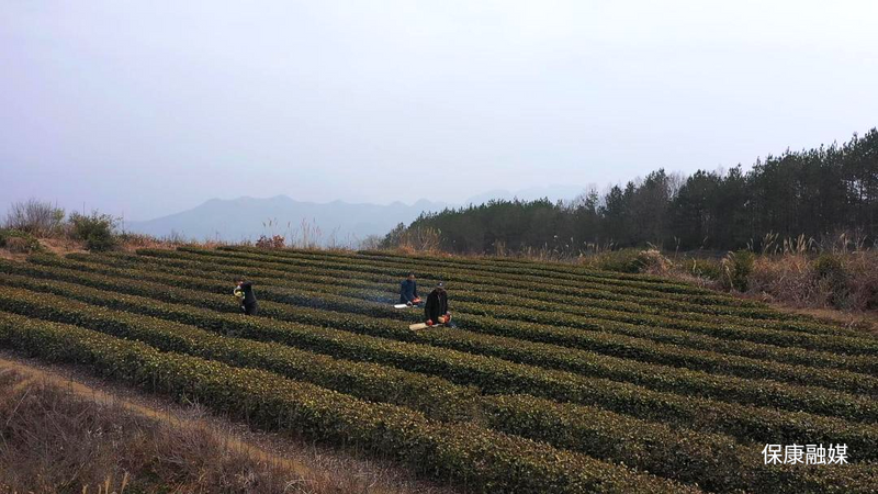 关于保康18.65万亩茶园绽放新绿的资讯(4)