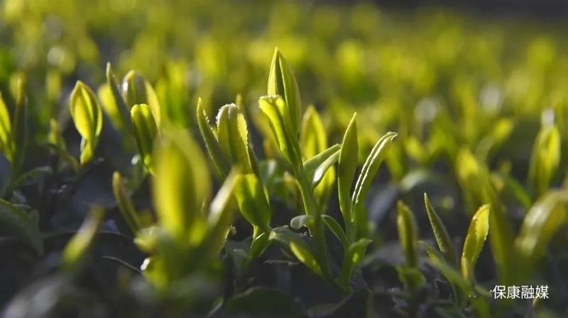 关于保康18.65万亩茶园绽放新绿的资讯(5)