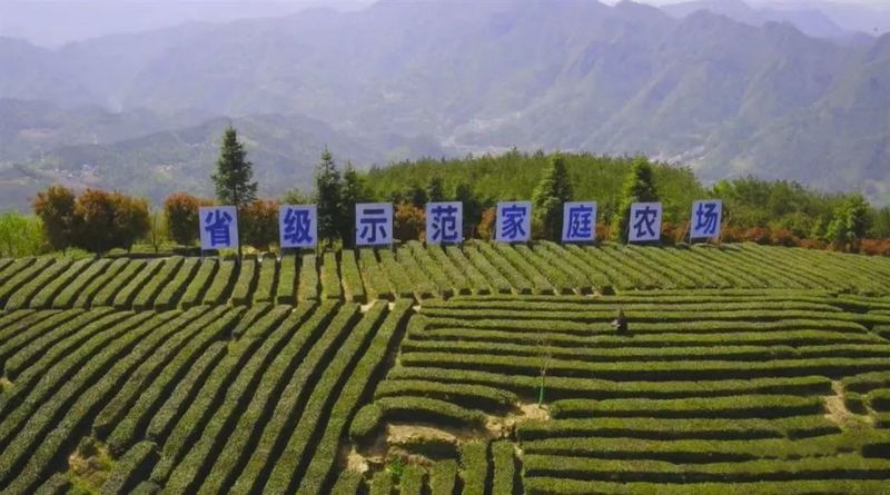 关于保康18.65万亩茶园绽放新绿的资讯