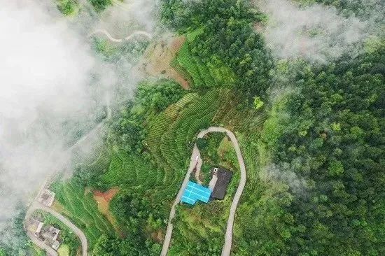 关于金沙贡茶 生态好茶，金沙贡茶：古茶飘香今朝换新颜的资讯