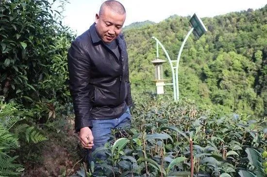 关于金沙贡茶 生态好茶，金沙贡茶：古茶飘香今朝换新颜的资讯(3)