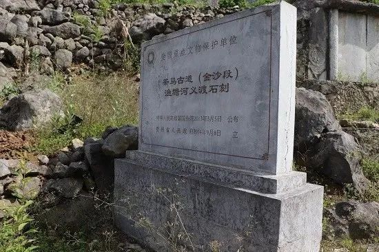 关于金沙贡茶 生态好茶，金沙贡茶：古茶飘香今朝换新颜的资讯(1)