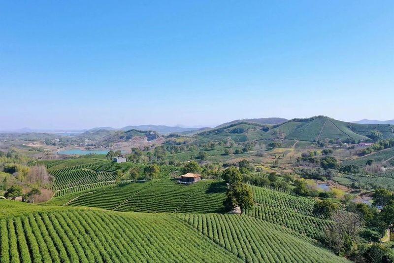 有关于地方茶事：溧阳“头茶”，开采！的新闻