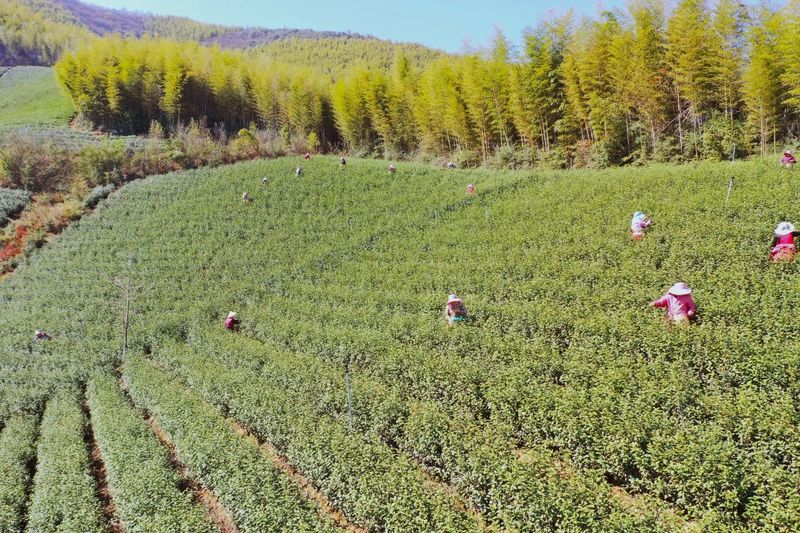 有关于地方茶事：溧阳“头茶”，开采！的新闻(1)