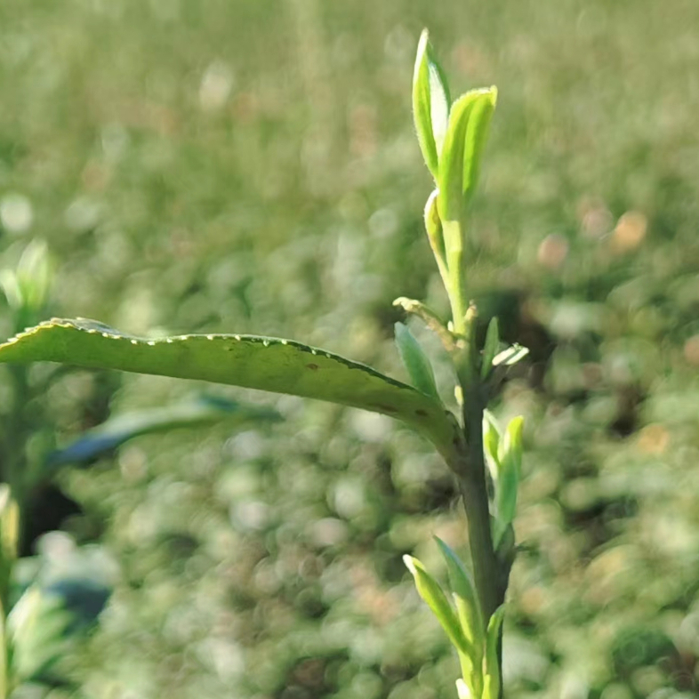 有关于地方茶事：溧阳“头茶”，开采！的新闻(2)