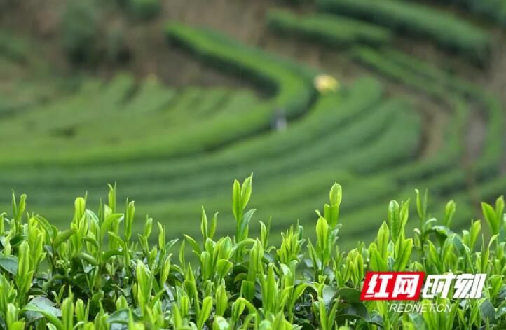 关于桂东县大塘镇 春风头茬春茶香 茶农茶商笑开颜的相关信息