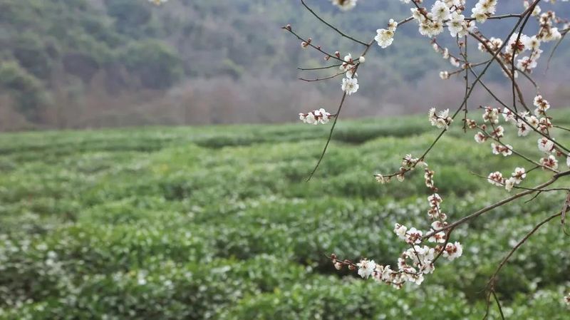 关于2023西湖龙井之声④茶芽监测 茶芽宝宝成长数据速递的消息(16)