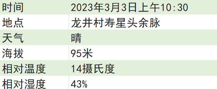 关于2023西湖龙井之声④茶芽监测 茶芽宝宝成长数据速递的消息(6)