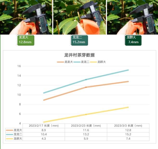 关于2023西湖龙井之声④茶芽监测 茶芽宝宝成长数据速递的消息(7)