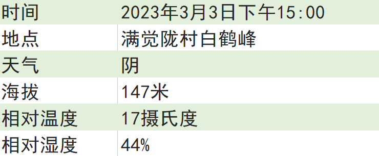 关于2023西湖龙井之声④茶芽监测 茶芽宝宝成长数据速递的消息(10)