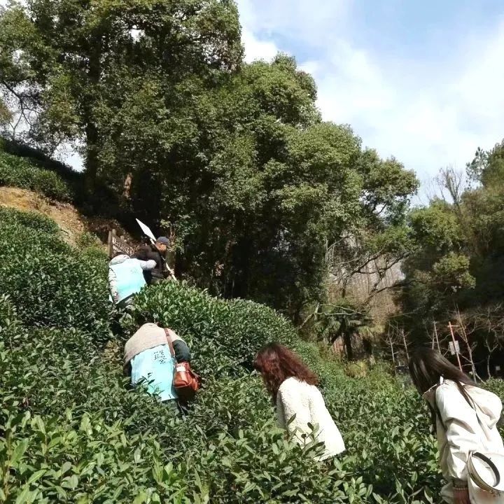 关于2023西湖龙井之声④茶芽监测 茶芽宝宝成长数据速递的消息