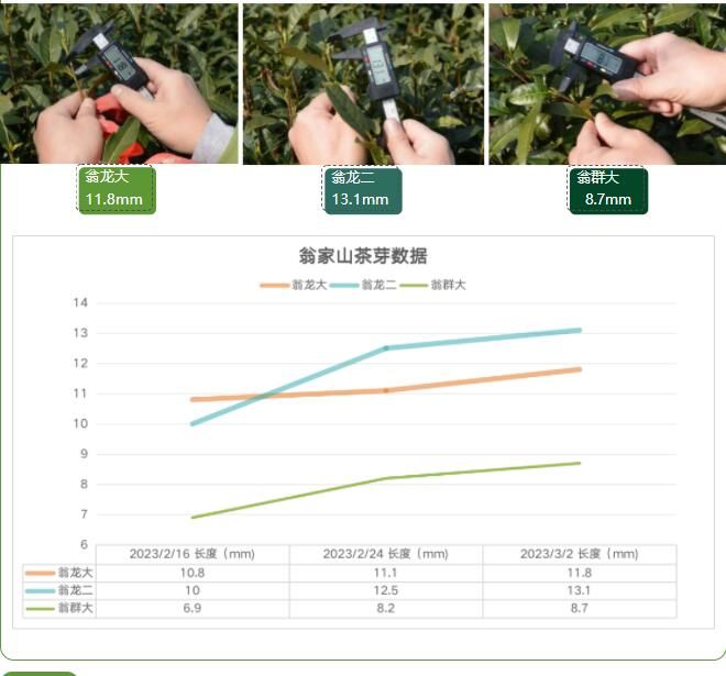关于2023西湖龙井之声④茶芽监测 茶芽宝宝成长数据速递的消息(3)