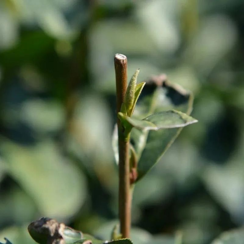 关于2023西湖龙井之声④茶芽监测 茶芽宝宝成长数据速递的消息(1)