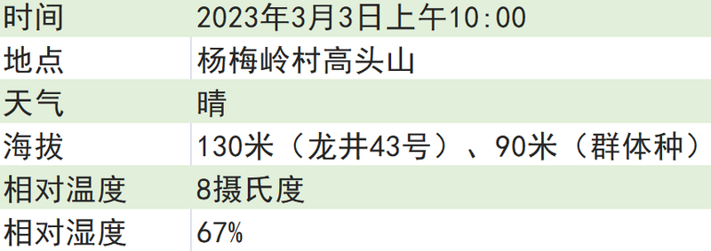 关于2023西湖龙井之声④茶芽监测 茶芽宝宝成长数据速递的消息(12)