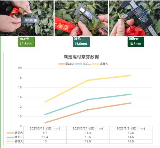 关于2023西湖龙井之声④茶芽监测 茶芽宝宝成长数据速递的消息(11)