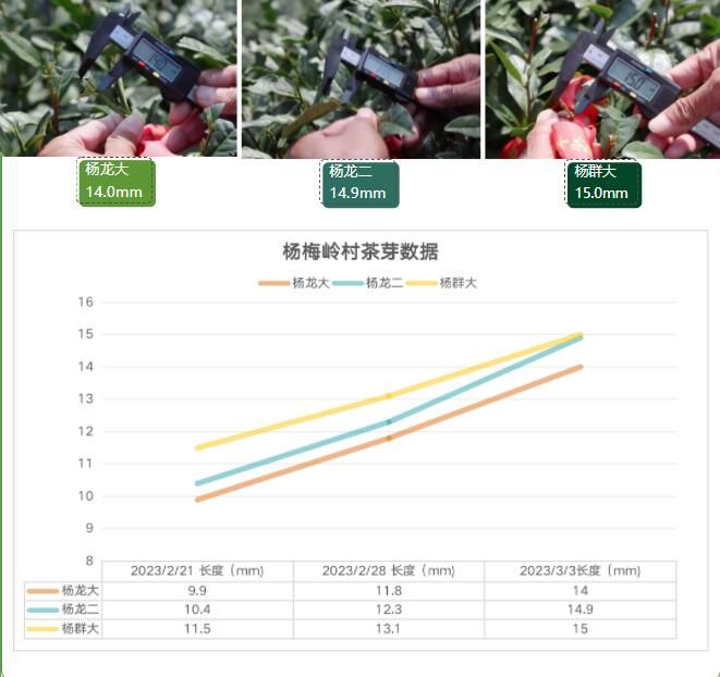关于2023西湖龙井之声④茶芽监测 茶芽宝宝成长数据速递的消息(13)