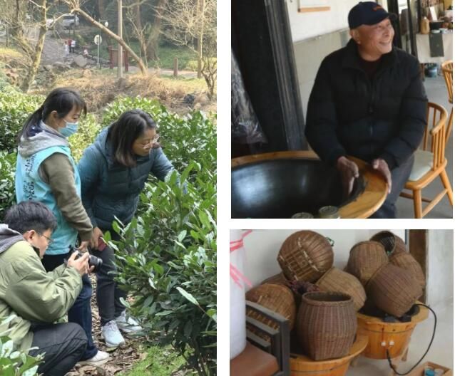 关于2023西湖龙井之声④茶芽监测 茶芽宝宝成长数据速递的消息(17)