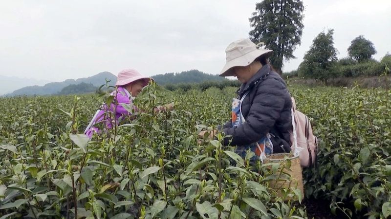 有关于土溪龙台： 茶香飘满园   采摘正当时的相关信息