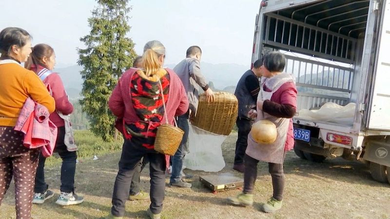 有关于土溪龙台： 茶香飘满园   采摘正当时的相关信息(2)