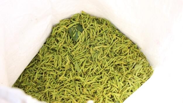 有关于普陀首批春茶开采啦！每公斤售价3000元的内容(2)