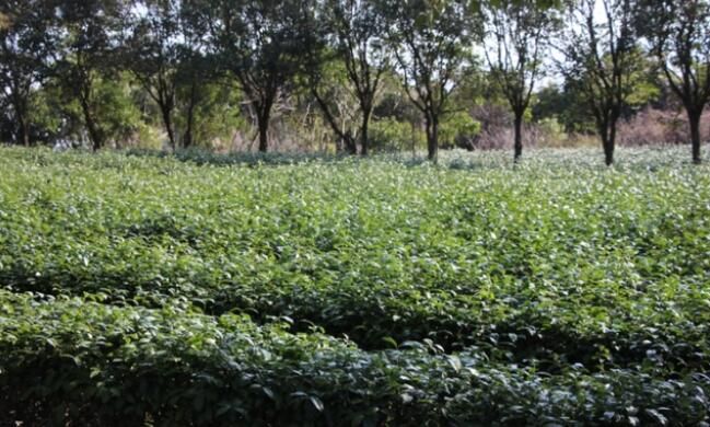 有关于普陀首批春茶开采啦！每公斤售价3000元的内容(4)