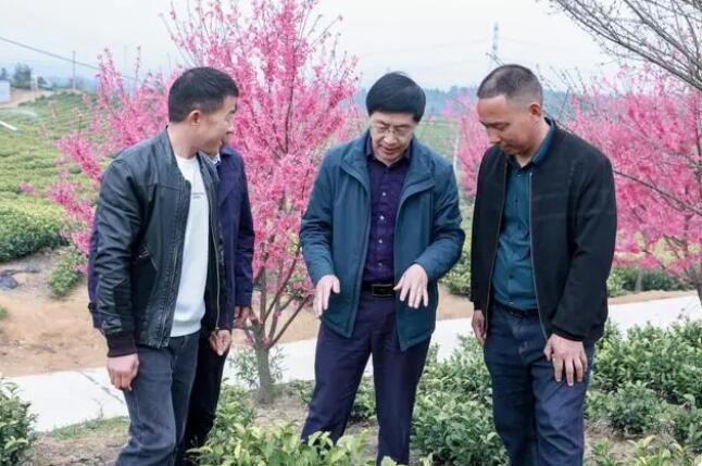 关于中国农业科学院茶叶研究所鲁成银专家莅临广德进行茶产业调研指导的最新消息(6)