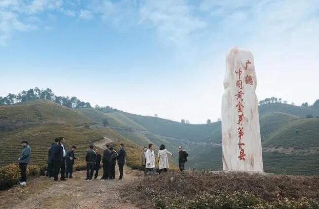关于中国农业科学院茶叶研究所鲁成银专家莅临广德进行茶产业调研指导的最新消息(8)