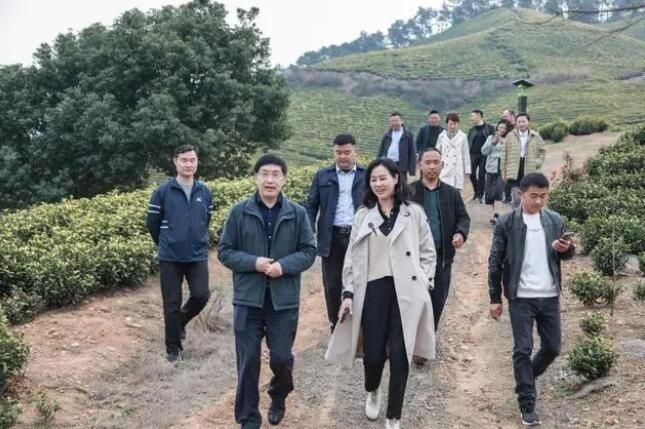 关于中国农业科学院茶叶研究所鲁成银专家莅临广德进行茶产业调研指导的最新消息(7)