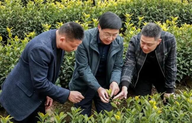 关于中国农业科学院茶叶研究所鲁成银专家莅临广德进行茶产业调研指导的最新消息(5)