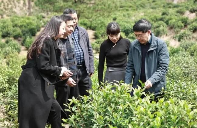 关于中国农业科学院茶叶研究所鲁成银专家莅临广德进行茶产业调研指导的最新消息