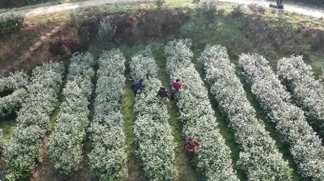 有关于四川威远春茶飘香 上班族休息日来客串“茶农”的相关内容(1)