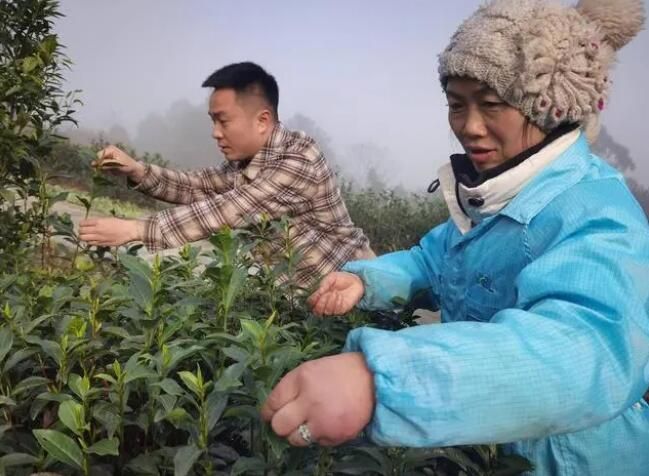 有关于四川威远春茶飘香 上班族休息日来客串“茶农”的相关内容