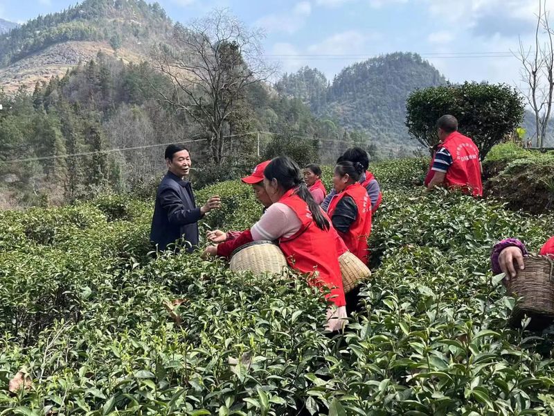 关于春茶开采忙的内容(12)