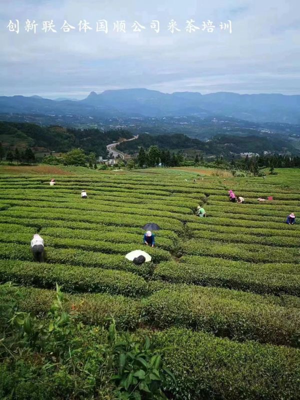 关于春茶开采忙的内容(7)