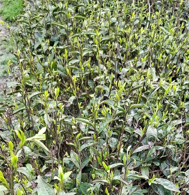 关于春茶开采忙的内容(17)