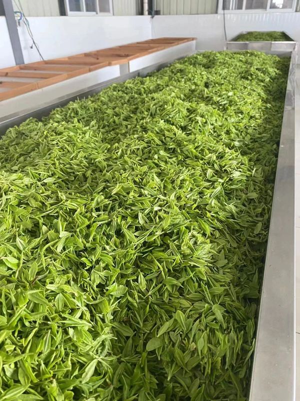 关于春茶开采忙的内容(5)