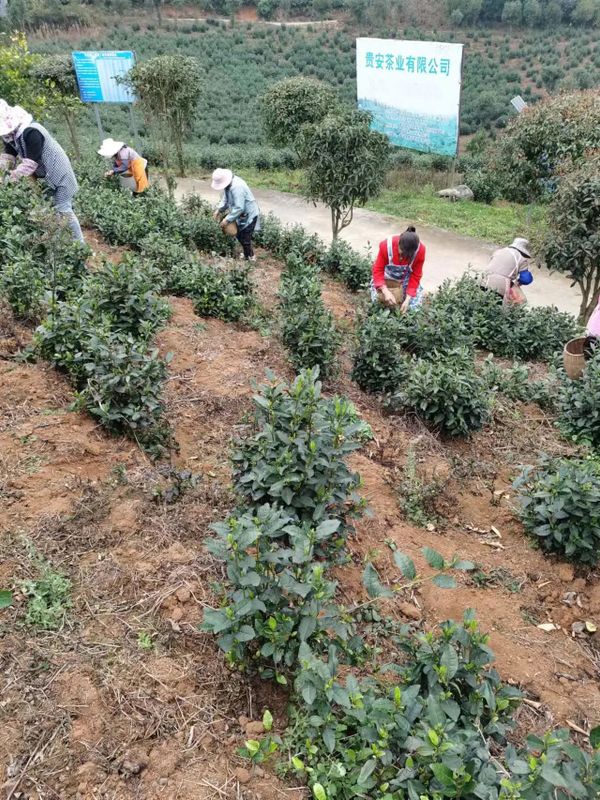 关于春茶开采忙的内容(3)