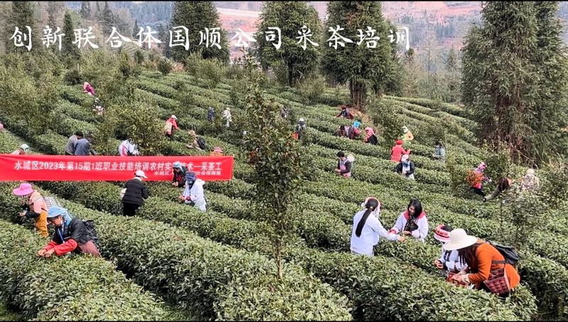 关于春茶开采忙的内容(6)