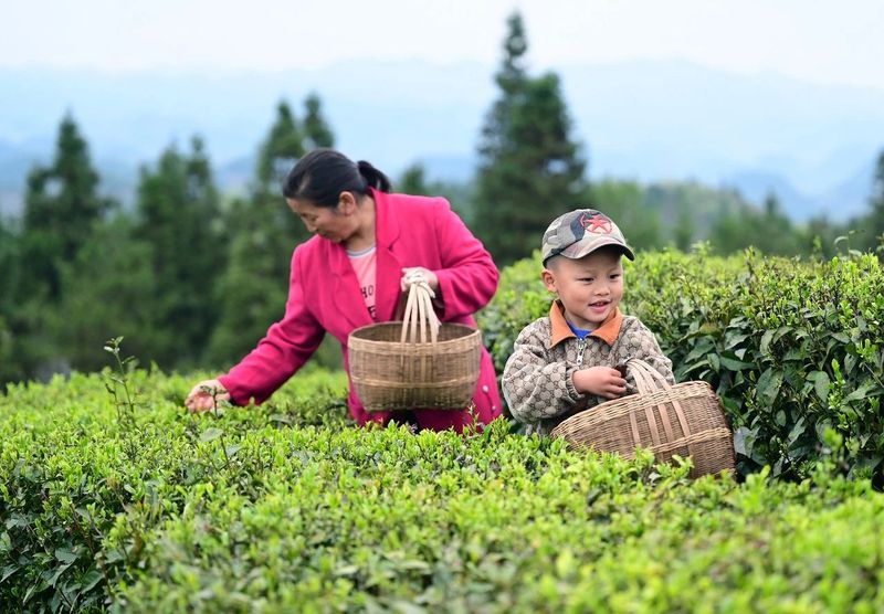 关于春茶开采忙的内容(14)