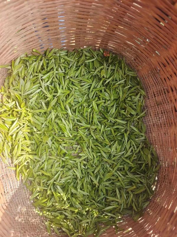 关于春茶开采忙的内容(4)