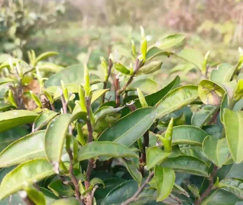 关于春茶开采忙的内容(19)