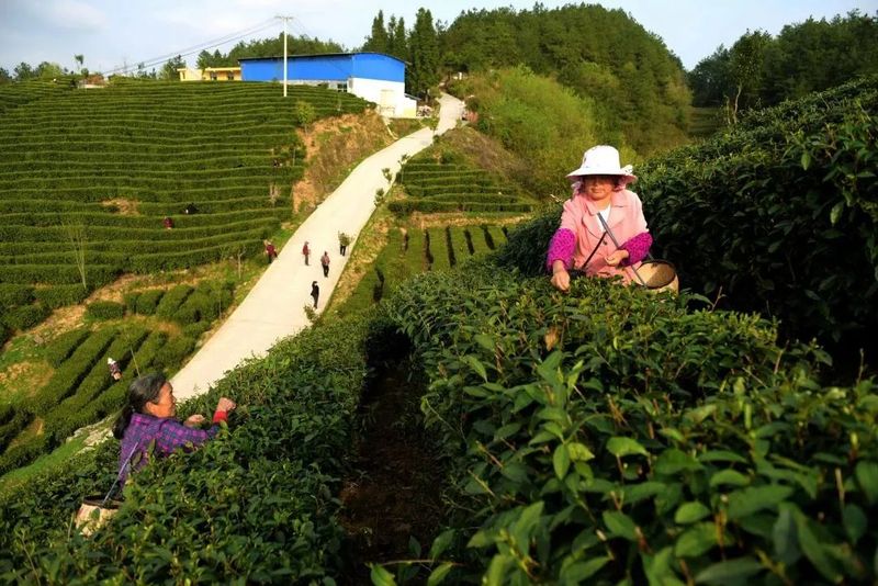 关于春茶开采忙的内容(16)