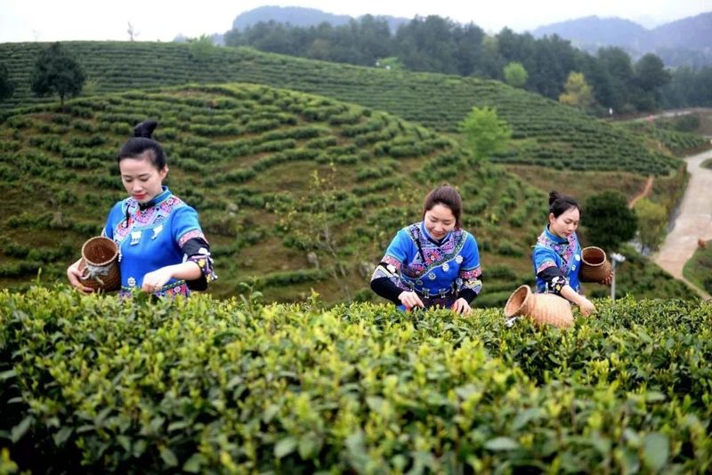 关于春茶开采忙的内容(15)