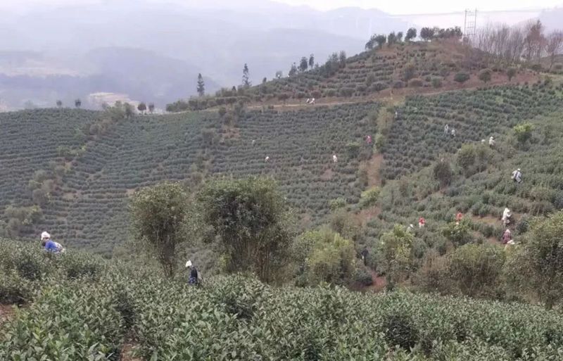 关于春茶开采忙的内容(1)