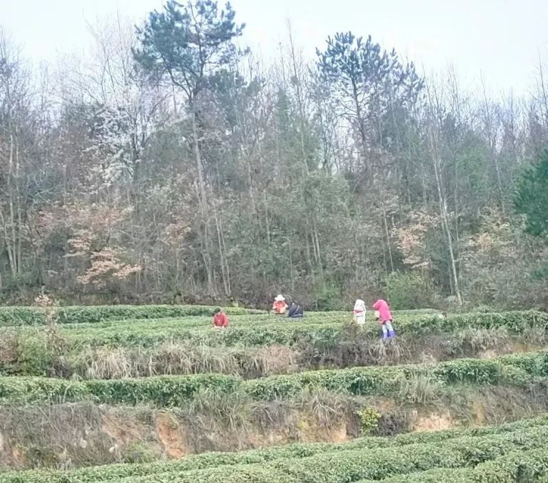 关于春茶开采忙的内容(18)