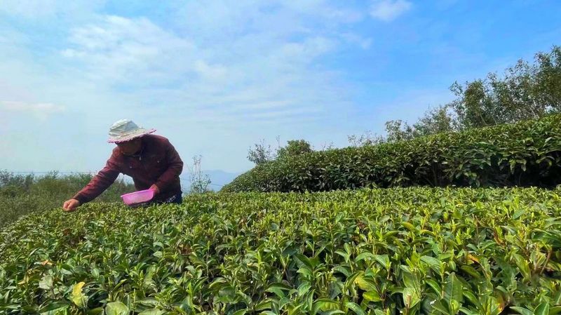 有关于春暖茶飘香！的资讯(1)