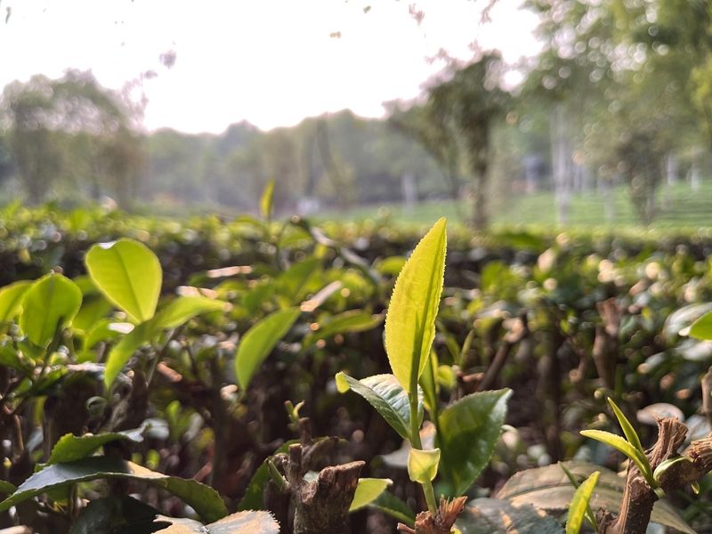 关于“洞庭山碧螺春、西湖龙井、湄潭翠芽开采”“两会茶声音”“数字茶业发展”的新闻(5)