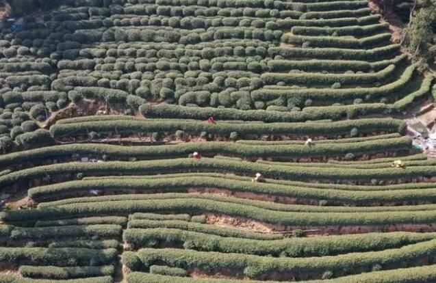 关于“洞庭山碧螺春、西湖龙井、湄潭翠芽开采”“两会茶声音”“数字茶业发展”的新闻(4)