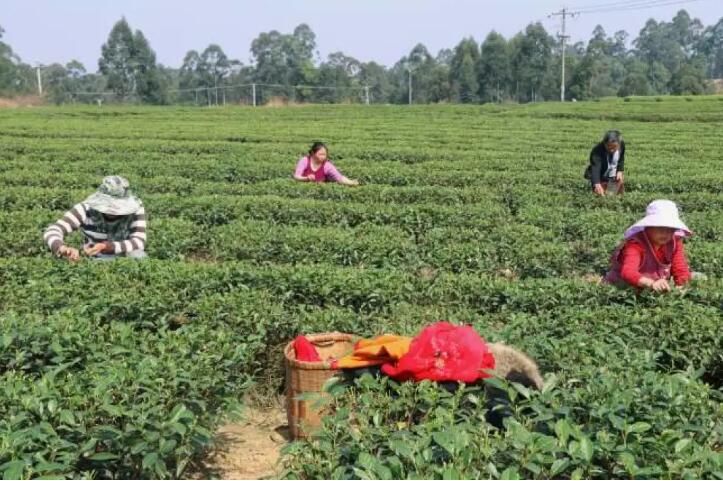 关于自贡荣县：观山茶农采收春茶 留住“春天”的味道的新闻(3)