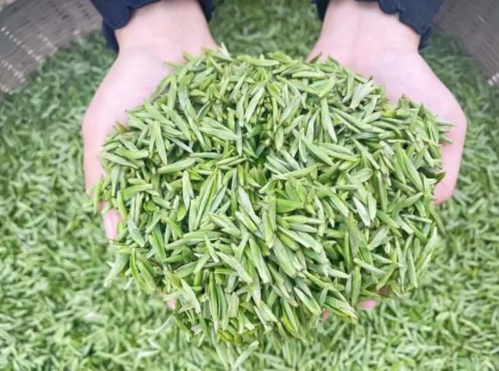 关于自贡荣县：观山茶农采收春茶 留住“春天”的味道的新闻(1)